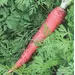 Carrot - Atomic Red (Bulk Seed)