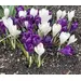 Crocus Mix - 'Delft Duo' 24/pkg