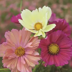 Cosmos - Cotton Candy Mix (Bulk Seed)