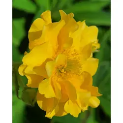 Geum - Lady Stratheden (Bulk Seed)