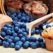 BLUEBERRIES SWEETENED NO SO | 10 LBS