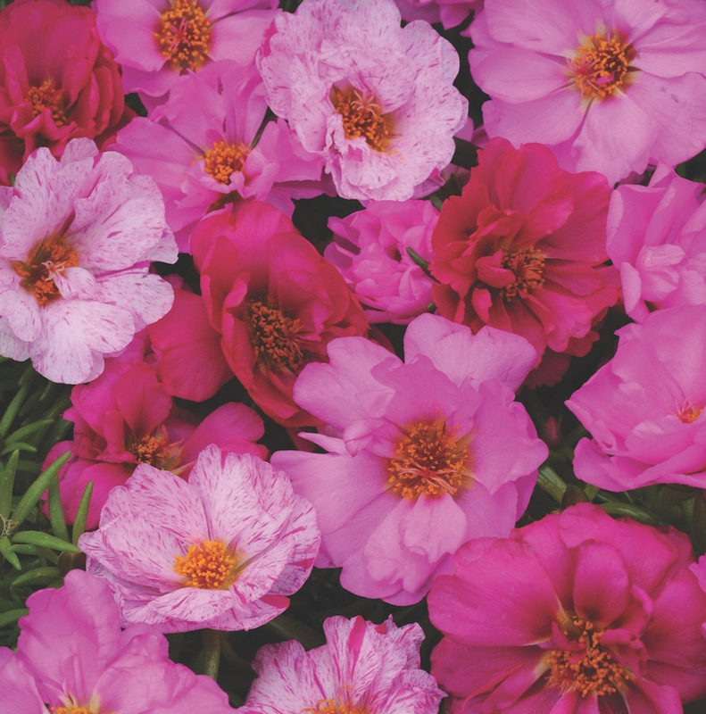 Portulaca Happy Hour Pink Passion Mix