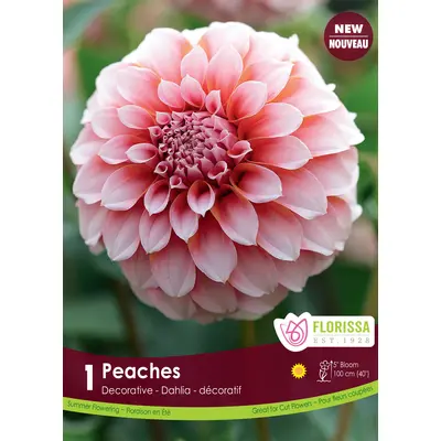 Dahlia - 'Peaches' 1/pkg
