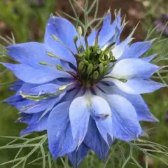 Nigella - Miss Jekyll (Bulk Seed)