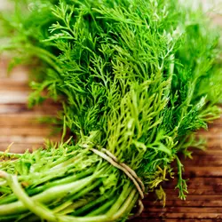 Herb - Dill (Bulk Seed)
