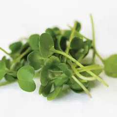 Microgreens - Arugula (Bulk Seed)