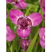 Tigridia and Ferraria Mix - 10/pkg