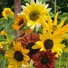 Sunflower - Beaches Mix (Seed)