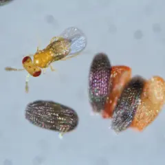 Biobest Trichogramma Brassicae System