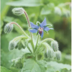 Herb - Borage (Bulk Seed)