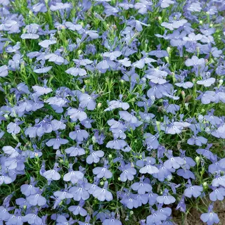 Lobelia - Cambridge Blue (Seed)