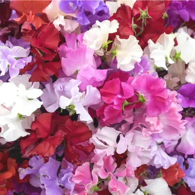 Sweet Pea - Distant Horizon (Seed)