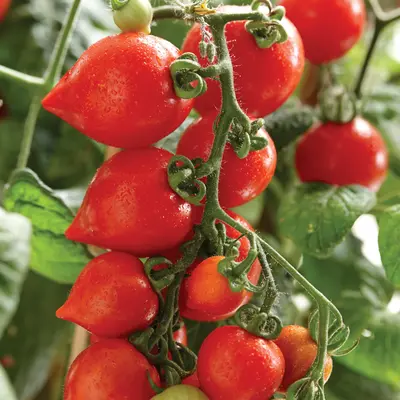 Tomato - Heartbreakers Vita (Seed)