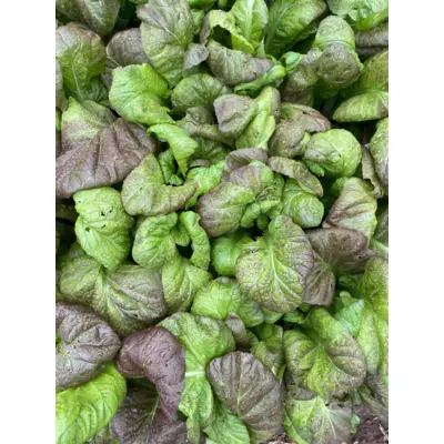Greens - Osaka Mustard (Seed)