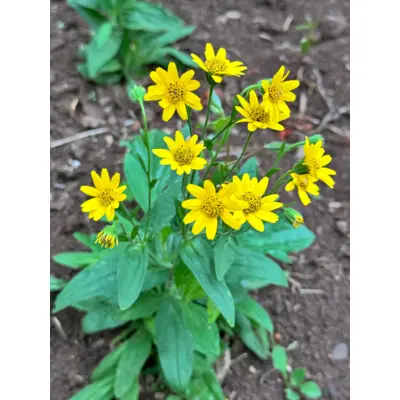 Herb - Meadow Arnica (Seed)