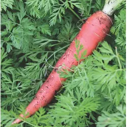 Carrot - Atomic Red (Bulk Seed)