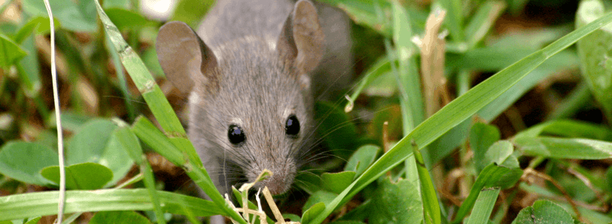 How to address garden pests, part one: deer and mice