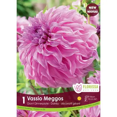 Dahlia - 'Vassio Meggos' 1/pkg