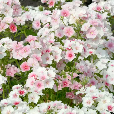 Phlox - Blushing Bride (Seed)