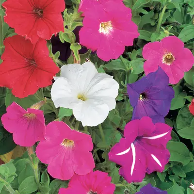 Petunia - Cheerful Mix (Seed)