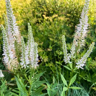 Culver's Root (Seed)