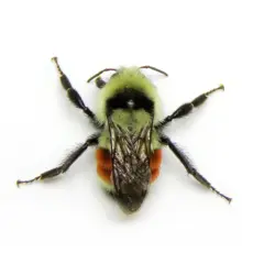 Biobest Bee Pollen