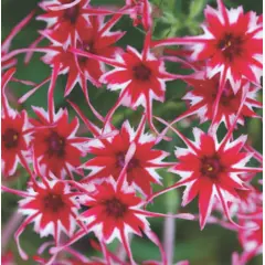 Phlox - Twinkle Dwarf Mix (Bulk Seed)