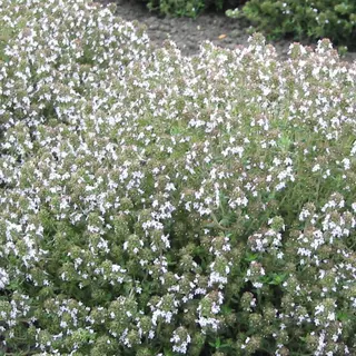 Herb - Thyme Orange Scented (Seed)