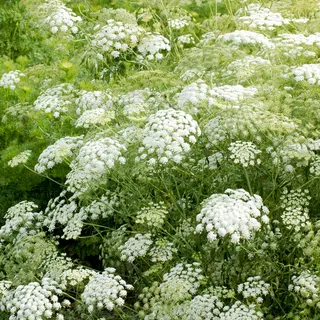 Ammi - Snow Flake (Seed)