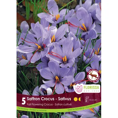 Fall Flowering Saffron Crocus - 'Sativus' 5/pkg