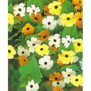 Thunbergia Alata Mixture