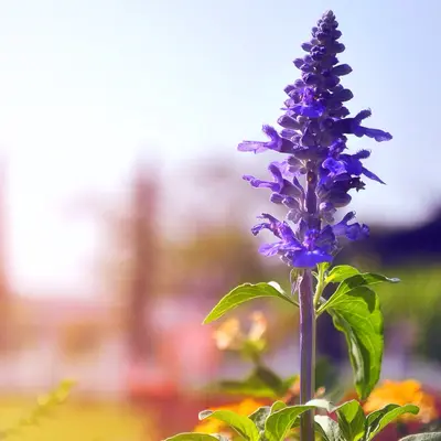 Salvia - Victoria Blue (Seed)