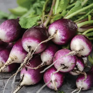Radish - Diana (Seed)