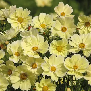 Cosmos - Xanthos (Seed)
