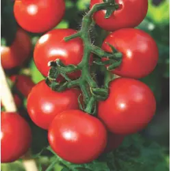 Tomato - Patio Hybrid (Bulk Seed)