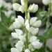 Lupin - Snow Pixie (Seed)