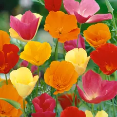 California Poppy (Bulk Seed)