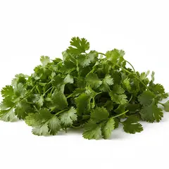 HERB CILANTRO OG | 10 CT