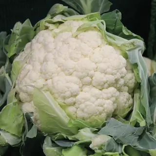 Cauliflower - All the Year Round (Seed)