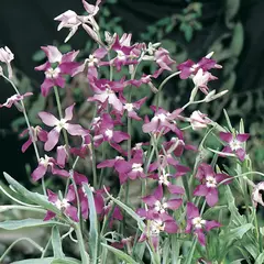 Evening Scented Stocks (Bulk Seed)