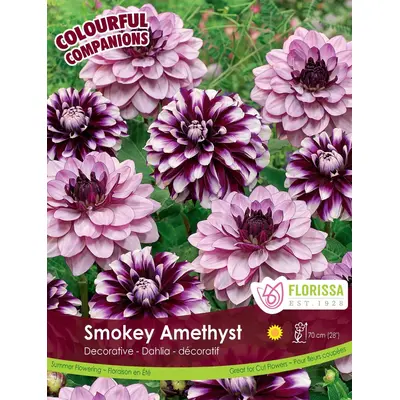 Dahlia Mix - 'Smokey Amethyst' 3/pkg