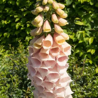 Foxglove - Sutton Apricot (Seed)