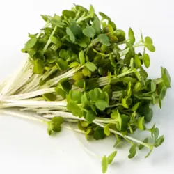 Mumm's Arugula (Rocket) Sprouts