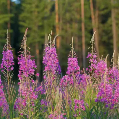 Fireweed (Seed)