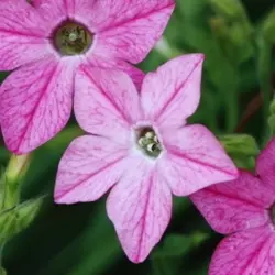 Nicotiana - Daylight Sensation Mix (Bulk Seed)