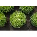 Lettuce - Encino (Organic Seed)