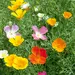 P+P - California Poppy Vivid Mix (Seed)
