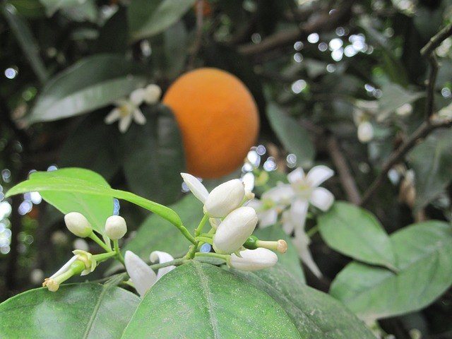 orange blossoms