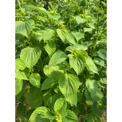 Greens - Green Shiso (Seed)