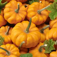 Pumpkin - Jack B Little (Bulk Seed)